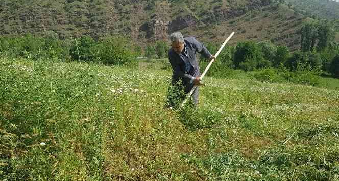 Derecik’te tırpanla ot biçme sezonu başladı