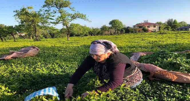 ÇAYKUR ilk üç günde bin 500 ton yaş çay alımı yaptı