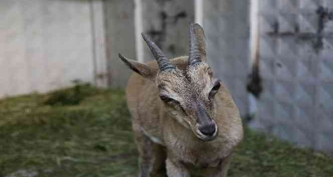 Tunceli’de bitkin halde bulunan yaban keçisi koruma altına alındı