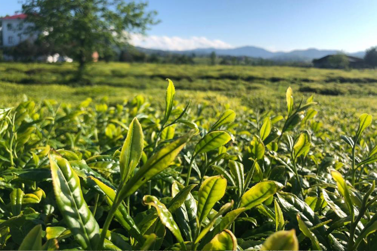 Lipton Doğu Karadeniz'de çay hasadına başladı