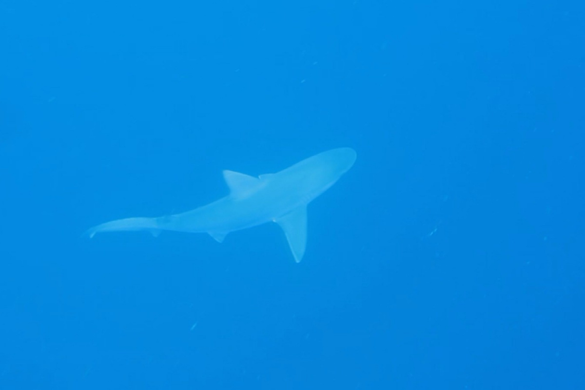 Profesörün köpekbalığı sürüsüyle yakın teması sualtı kamerasında