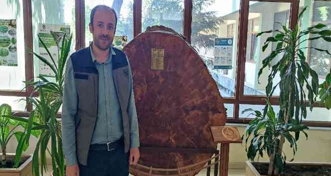 Bu karaçam 18 dünya olayına tanıklık etti