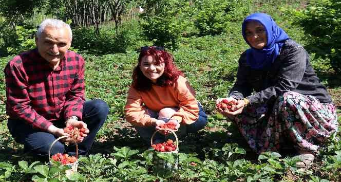 Aromasıyla sofraları süsleyen Zonguldak Ereğli çileğinde hasat başladı