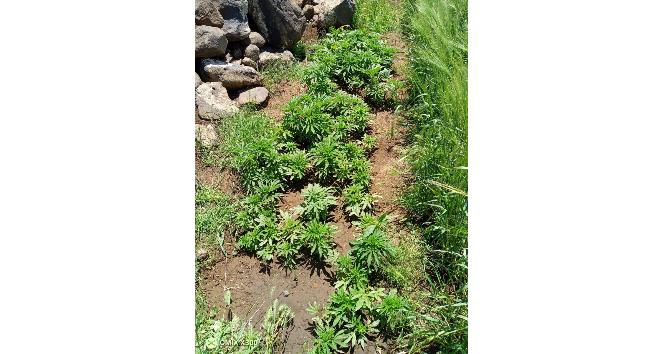 Viranşehir’de 259 kök kenevir bitkisi ele geçirildi