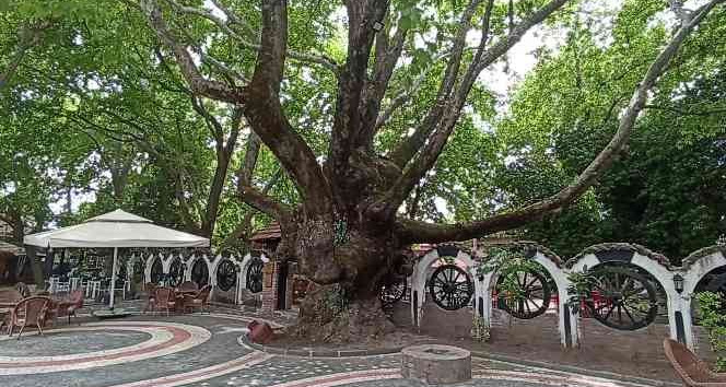 (Özel) Kazdağları’nın eteklerindeki 400 yıllık anıt ağaçlar turizme kazandırılıyor