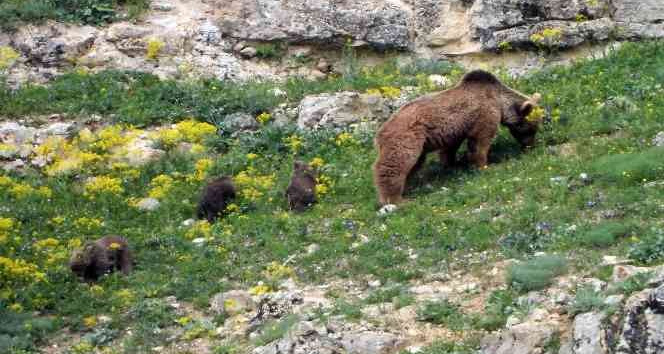 Gümüşhane’de köye inen ve birbiriyle oynayan yavru ayılar kameralarda