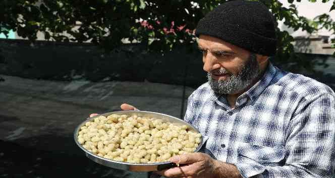 Dut hasadı başladı