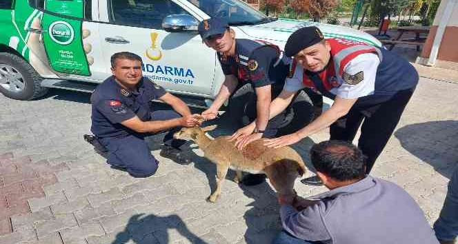 Karaman’da yaralı halde bulunan dağ keçisi tedavi altına alındı