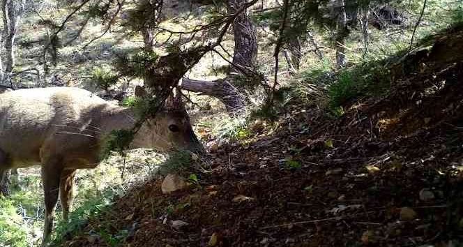 Kırıkkale’de yaban hayatı fotokapanla görüntülendi