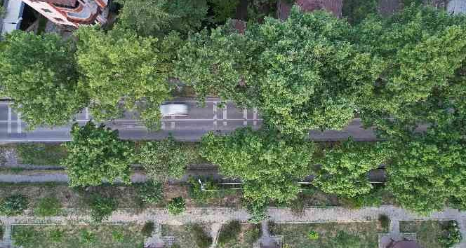 Ata yadigarı doğal yeşil tünelde keyifli yolculuk