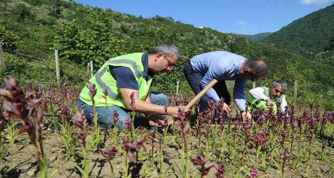 Ordu’da salep hasadı başladı