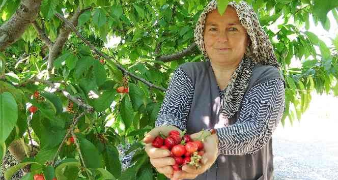 Tokat’ta turfanda kiraz hasadı başladı
