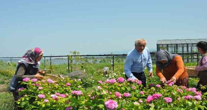 Altınova Belediyesi Tıbbi Aromatik Bitkiler Bahçesi’nde hasat zamanı