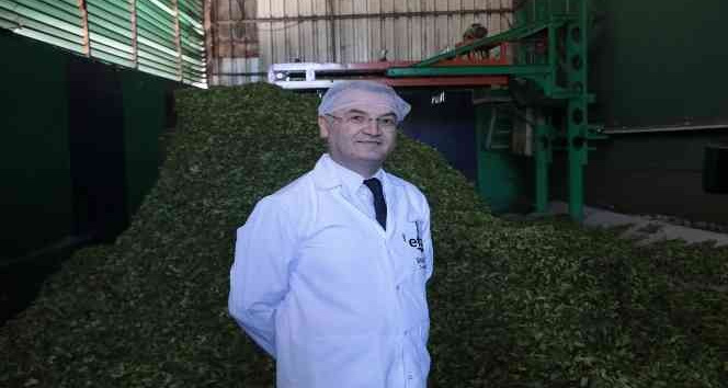 Üreticinin çayı kapış kapış gidiyor, özel sektör ÇAYKUR’un üzerinde fiyatla çay alıyor