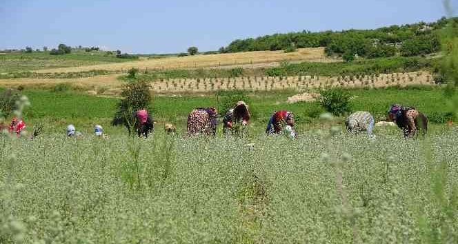 Osmaniye’de üretilen kekikler Filistin’e ihraç ediliyor