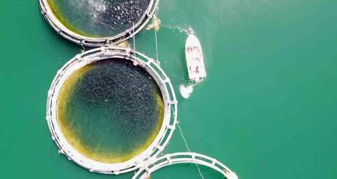 Bozkırın ortasında Yozgat’ta üretiliyor, Denizli’de işlenip Uzak Doğu ve Avrupa ülkelerine ihraç ediliyor