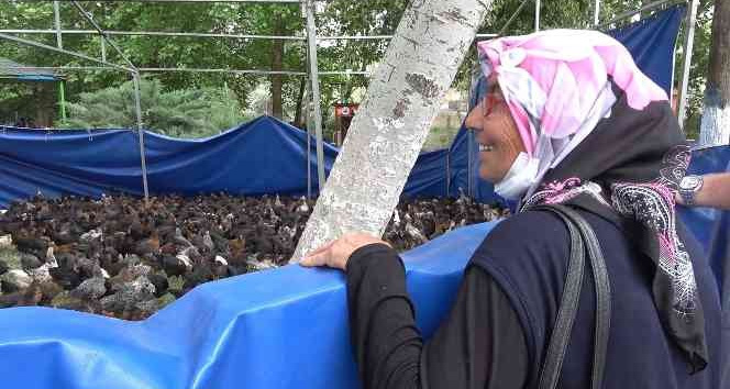 Belediyeden yüzde 100 hibeli horoz ve tavuk desteği