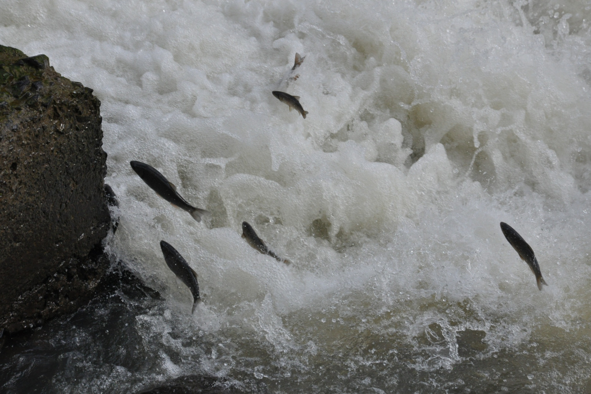 Kars’ta balıkların &#039;ölüm&#039; göçü başladı