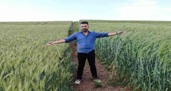 7 bin yıllık buğday Diyarbakır’da boy gösterdi, çiftçiler ’Buğday sorunu kalmayacak’ dedi