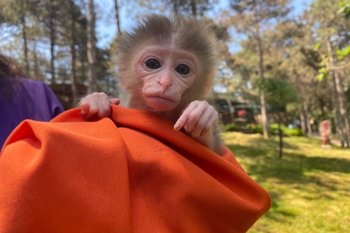 Çekmeköy&#039;de 20 günlük utangaç yavru maymun hayvanat bahçesinin maskotu oldu
