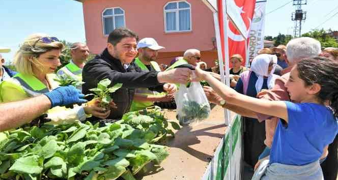 Ordu’da üreticilere 200 bin adet fide desteği