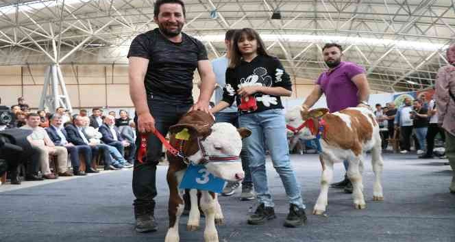 Kuzu ve buzağılar güzellikte yarıştı