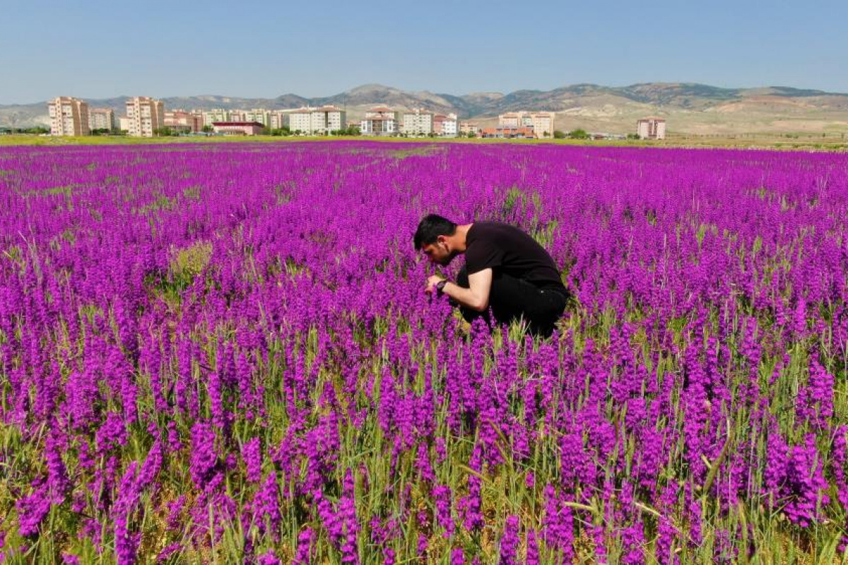 Ankara'da boş arazide bulunan mor çiçekler görülmeye değer bir manzara sunuyor