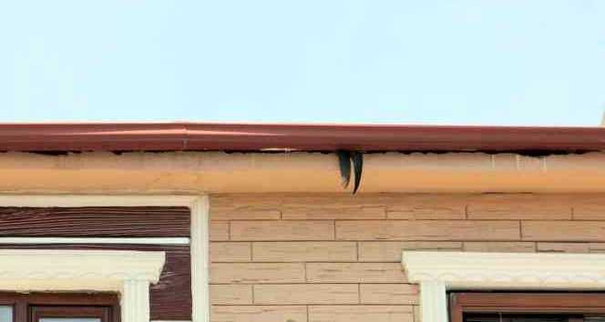 Yalova’da nesli tükenmekte olan ebabil kuşu kurtarma operasyonu