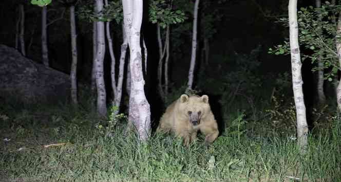 Nemrut’un maskot ayıları kış uykusundan uyandı