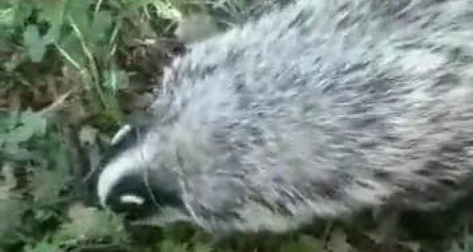 Tunceli’de kırmızı listedeki porsuk görüntülendi