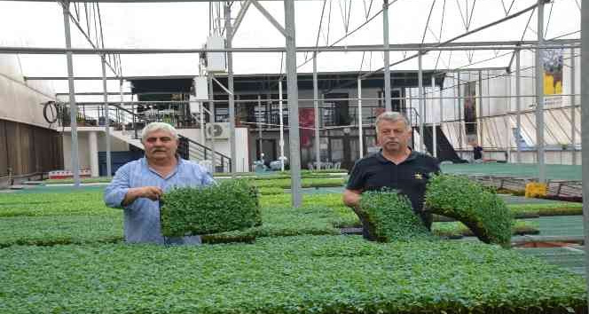 Yalova Ziraat Odası’ndan çiftçiye 250 bin yerli fide