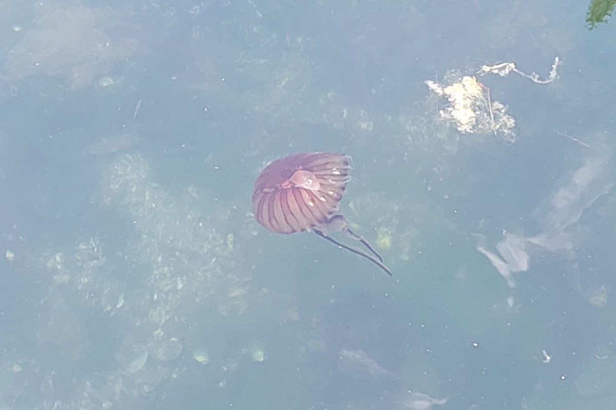 Marmara’da kızıl denizanaları görülmeye devam ediyor