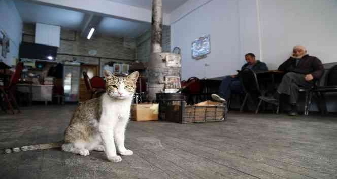 Çay ocağını yuva belleyen kediler müşterilerin maskotu oldu