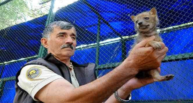 Osmaniye’de bulunan çakal yavrusu koruma altına alındı