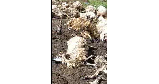Tokat’ta gök gürültüsünden ürken 55 koyun telef oldu