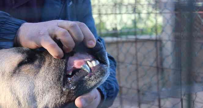 Köpeğine protez diş yaptı