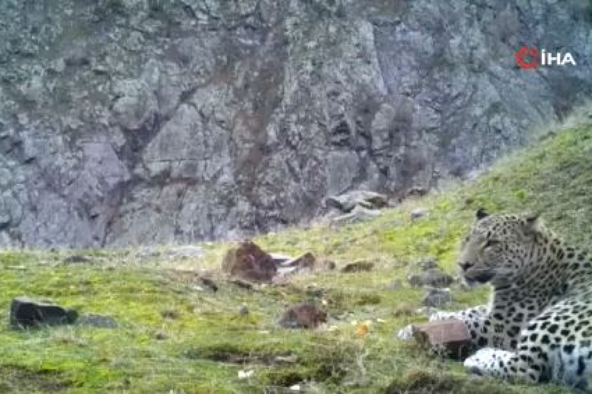 Soyu tükendi sanılan Anadolu Parsı görüntülendi