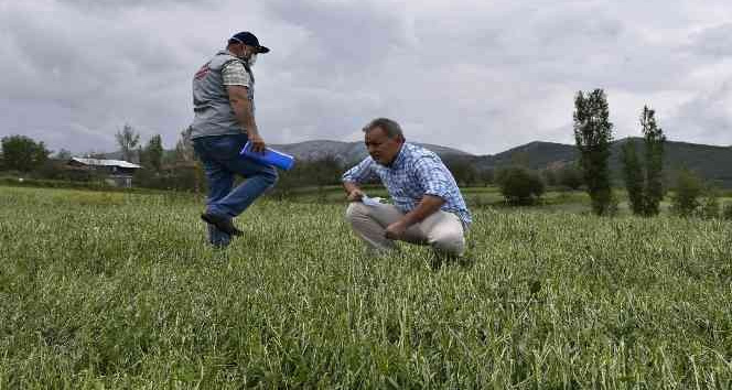 Tokat’ta dolu yağışı ekili tarım arazilerini vurdu