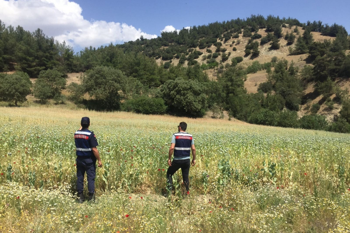 Manisa’da yasa dışı ekilen 280 bin kök haşhaş bitkisi ele geçirildi