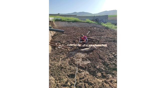 Kırşehir’de bataklığa saplanan 2 inek kurtarıldı