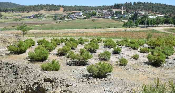 Kilis’te ağaçlandırma çalışmaları sürüyor
