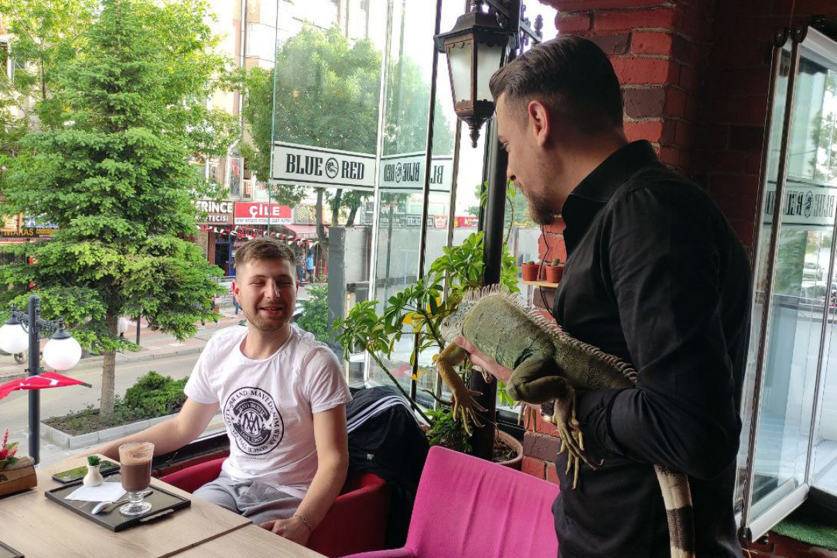 Müşterilerini iguana ile karşılıyor