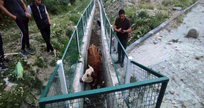 Dere yatağında mahsur kalan inekler için seferber oldular