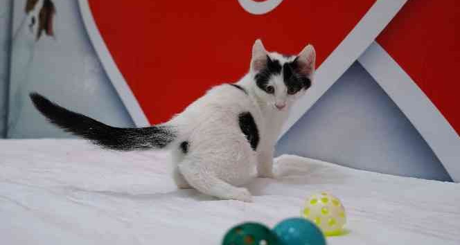 Keçiören Belediyesi’nin ‘Ailem Olur Musun?’ uygulaması 93 canlıya yuva buldu