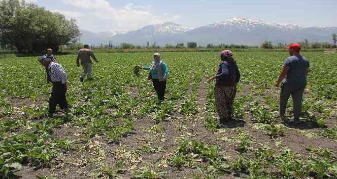 Pancar tarlalarına dadanan domuzlar çiftçiyi usandırdı