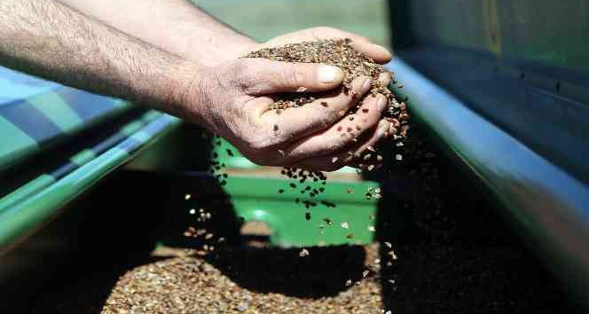 Gümüşhane’de karabuğday çiftçilerin umudu oldu