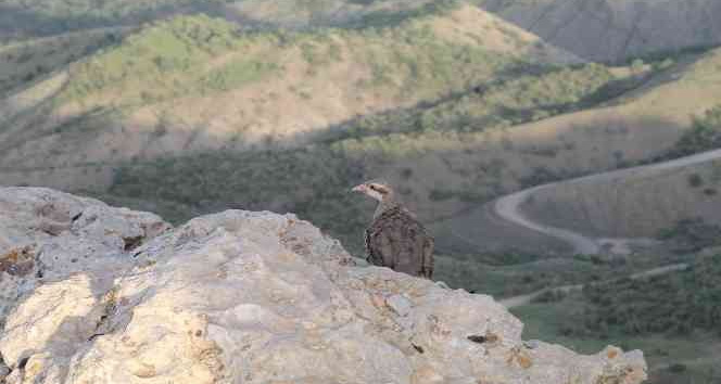 500 kınalı keklik Namaz Dağı’nda özgürlüğe kanat çırptı