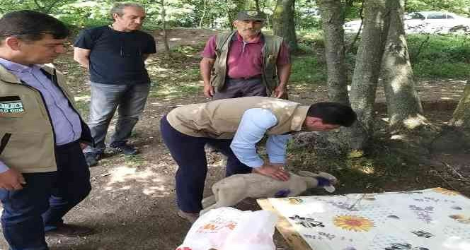Yalova’da vahşi hayvanlar 17 küçükbaş hayvanı telef etti