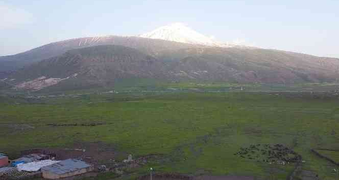 Iğdır’da yeşeren meralar koyun sürüleriyle şenlendi