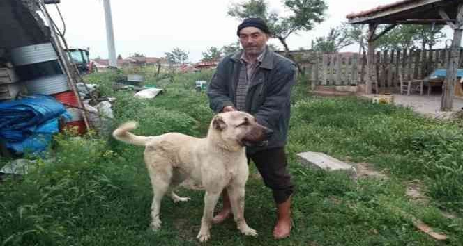 Bir kişinin öldüğü koyun otlatma kavgasında gözaltına alınan baba oğul tutuklandı